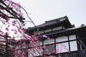 pink cherry blossom tree near an ancient temple