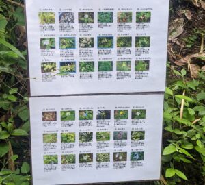 富岡総合公園に自生している植物一覧