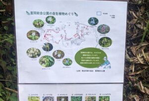 富岡総合公園に自生している植物一覧